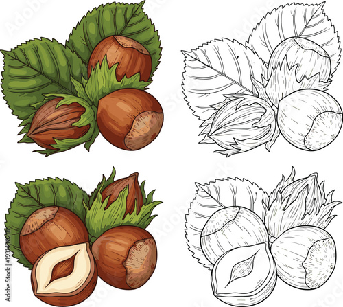Hazelnut with leaves realistic and outline botanical nut collection healthy organic food vector illustration set