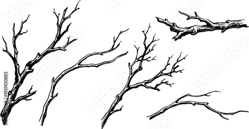Five black and white branches with twigs and leaves nature