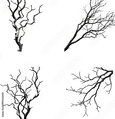 Four black and white tree branch tree branches four bare branches