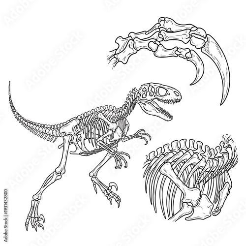 Raptor Dinosaur Skeleton Fossil Illustration for Paleontology