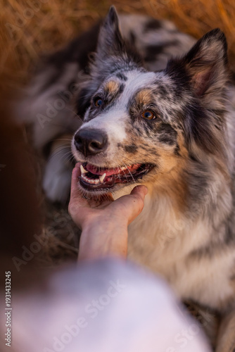 australian shepherd dog
