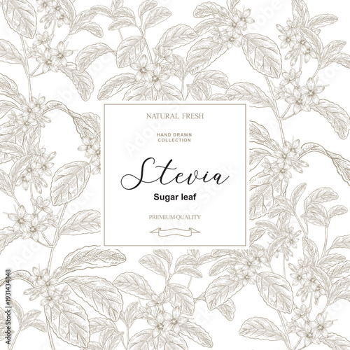 Hand drawn Stevia plant with flowers. Vector illustration. Square background for packaging