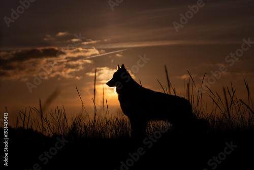 wolf howling at sunset