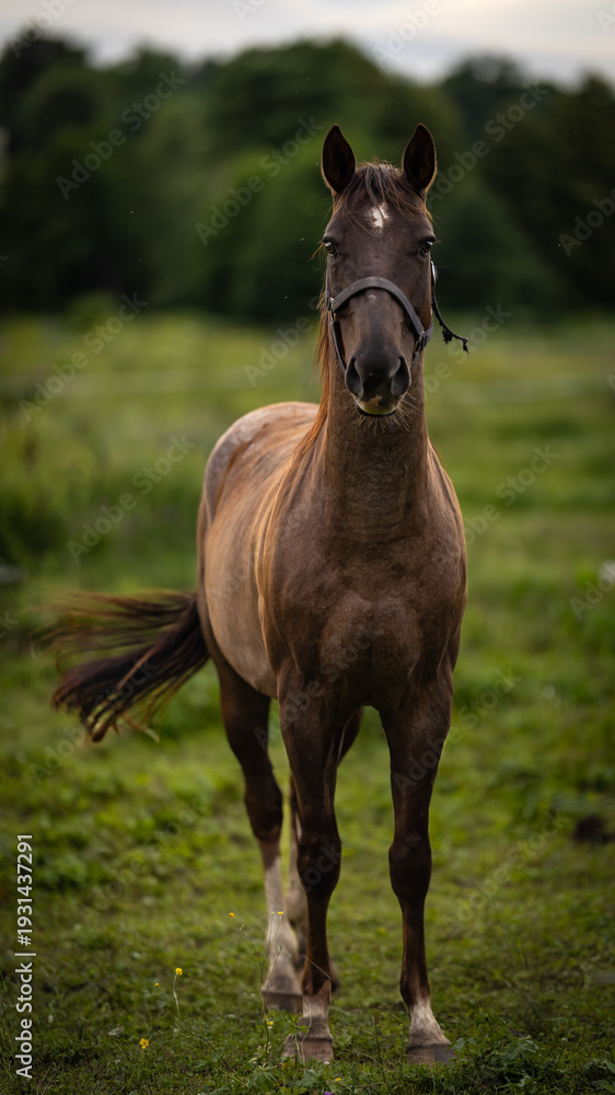 Fototapeta premium horse in the field