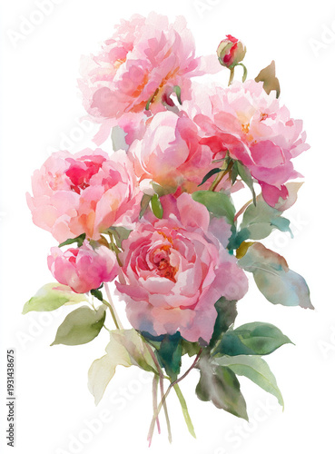 Watercolor pink peonies bouquet botanical illustration isolated on white background