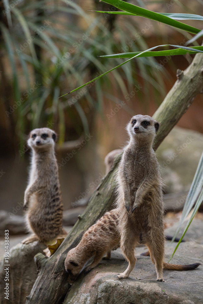 Fototapeta premium Meerkat group standing alert on a rock