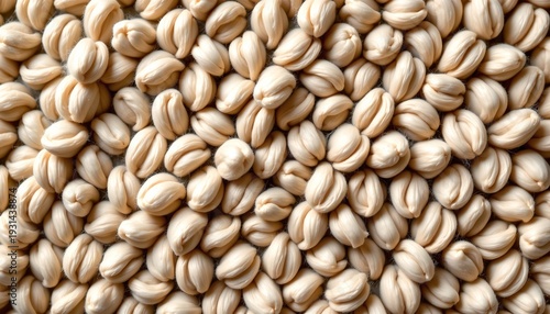 A close up view of a large quantity of golden brown grains neatly arranged in rows, creating an expansive carpet of these seeds, which dominate the frame from top to bottom and side to side.