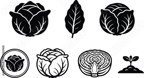 Cabbage vegetable icons set with whole head leaf slice and seedling, organic farm produce vector illustration