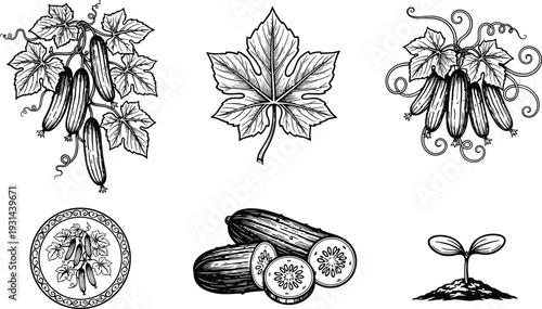 Cucumber plant and leaf vintage engraving set with sliced vegetable seedling botanical illustration isolated on white