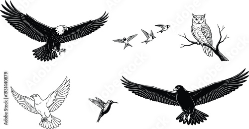 Eagle, owl and dove birds illustration set, detailed flying wildlife vector isolated on white background for design
