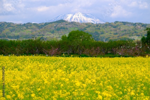 青空と満開の菜の花畑