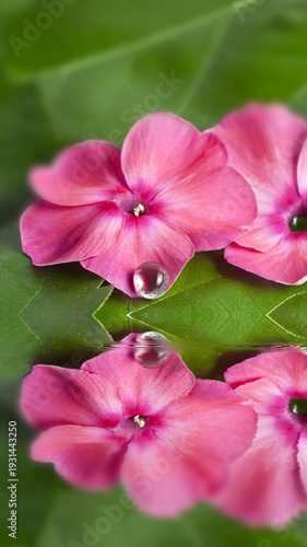 pink flowers with dew drop on green leaves background