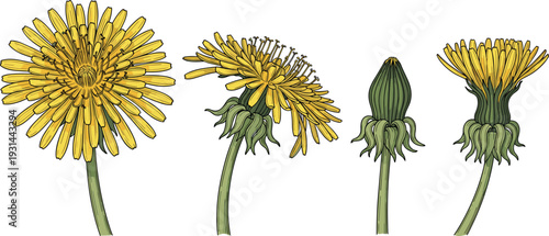 Dandelion flower life cycle vector illustration showing blooming stages botanical wildflower set detailed hand drawn isolated plant collection