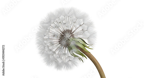 Close-up of a Dandelion Seed Head on a White Background