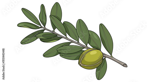 Illustration of a single green olive on a branch with leaves