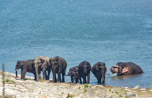 Photography Elephant herd walking along the edge of the river after taking a refreshing bath