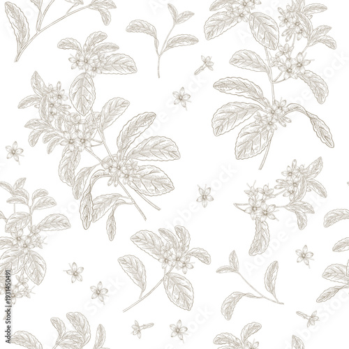 Stevia seamless pattern beige and white colors. Hand drawn Stevia plant with flowers. Vector illustration vintage.