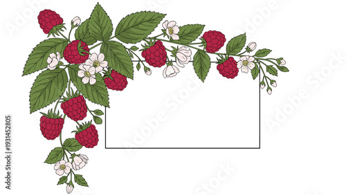 Lush raspberry vine with ripe red berries and delicate white blossoms creates a beautiful floral frame for seasonal food or garden cards.