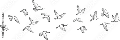 Birds in flight silhouette, dynamic wing motion, black vector illustration, nature theme, avian movement, minimal style, wildlife design, graceful sky pattern