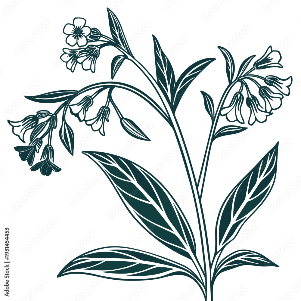 Fototapeta premium pulmonaria vector