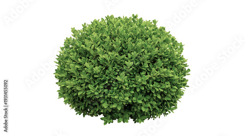 Photos Lush green spherical bush with dense foliage against solid transparent backgroun