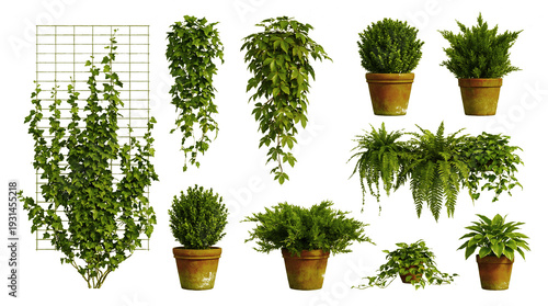 Obraz na płótnie Collection of various green plants in pots and climbing vines on trellis against