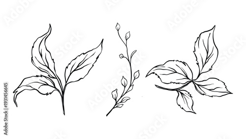 Elegant botanical leaf line art collection with bold organic shapes and flowing contours. Hand drawn minimalist black outline vector illustration, perfect for wedding stationery