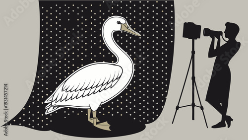 White Swan Posing for a Photographer in a Studio Setting.