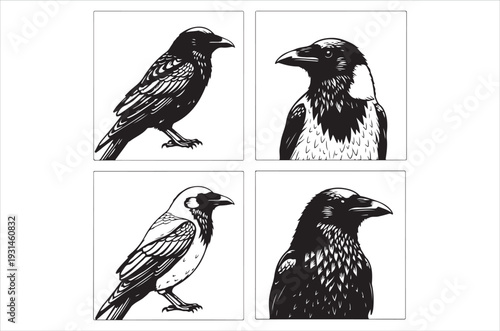 Four black and white illustrations depicting different raven poses and views