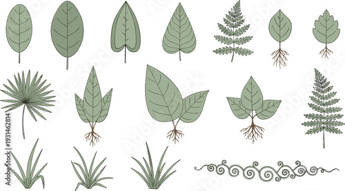 Various types of green leaves and plants with roots illustrated in a minimalist style