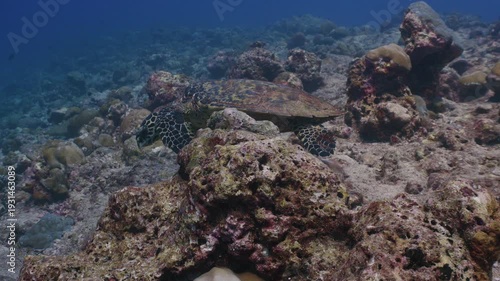 Cinematic Underwater Shot of Sea Turtle in Natural Coral Reef Habitat