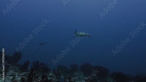 Endangered Sea Turtle in Healthy Coral Reef Ecosystem, Ocean Conservation Concept