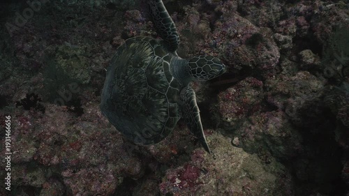 Endangered Sea Turtle in Healthy Coral Reef Ecosystem, Ocean Conservation Concept
