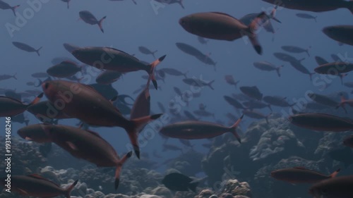 Relaxing Underwater Coral Reef with Colorful Tropical Fish in Clear Blue Ocean