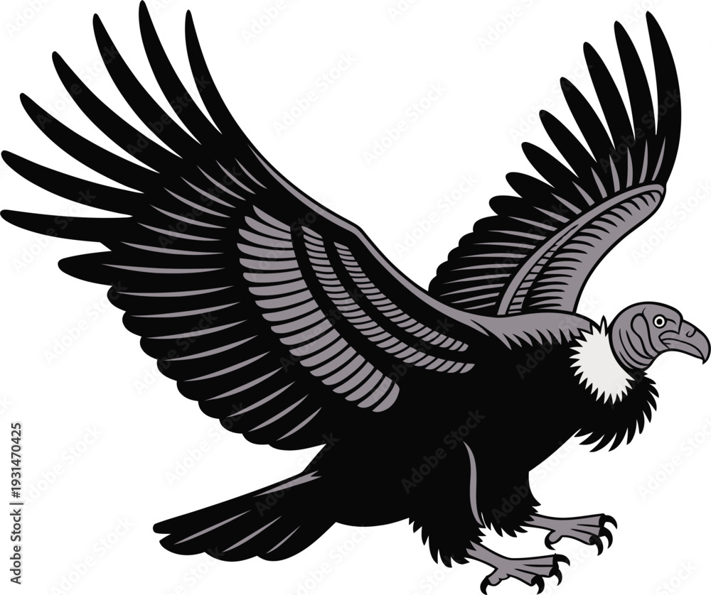 Obraz premium Andean Condor Bird Vector Illustration: Flying Vulture Scavenger Graphic.