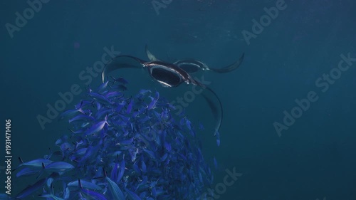 Giant Manta Rays Swimming Gracefully in Deep Blue Ocean, Underwater Wildlife 4K