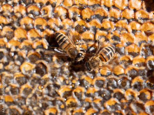 Honigbienen auf Honigwabe beim Füttern