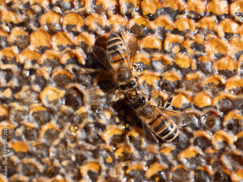 Arbeiterbienen füttern sich
