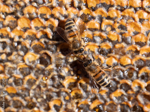 Bienen fütern sich gegenseitig