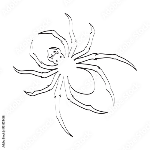 vector silhouette of a spider