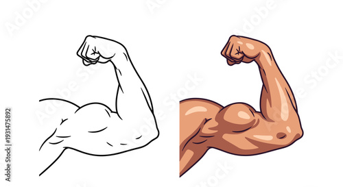 Illustration of a powerful flexed bicep arm muscle shown in both a simple black outline and a fully colored version.