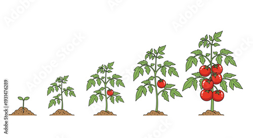 Evolution of a tomato plant from a tiny seedling in soil to a mature bush bearing ripe red fruit illustrates the stages of garden growth.