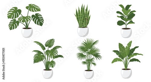 Collection of six different green indoor potted plants including monstera and snake plant in white ceramic pots on a white base.