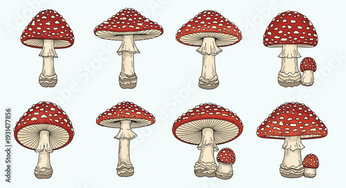 Various illustrations of red fly agaric mushrooms with white spots shown in different growth stages.