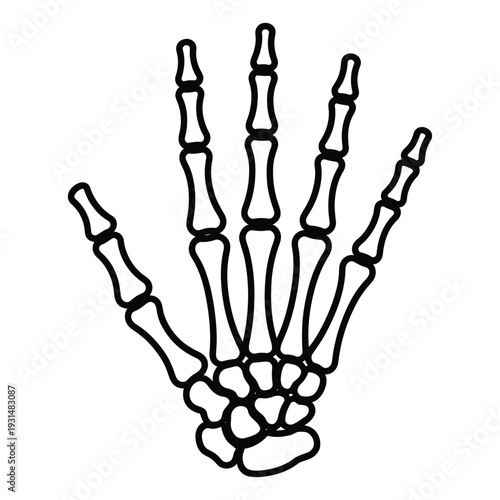 Anatomical Human Skeleton Hand Bone Structure Medical Education Diagram for Study