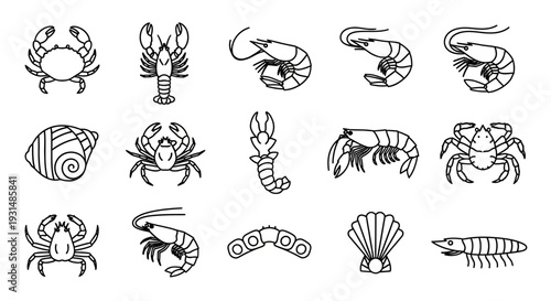Collection of Various Crustacean and Mollusk Illustrations.