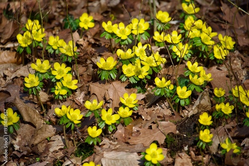 Принти на полотні Yellow winter aconite flowers blooming in early spring forest.