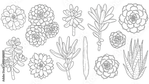 Set of various hand-drawn succulent and cactus plants in a detailed black and white line art style, perfect for botanical designs.