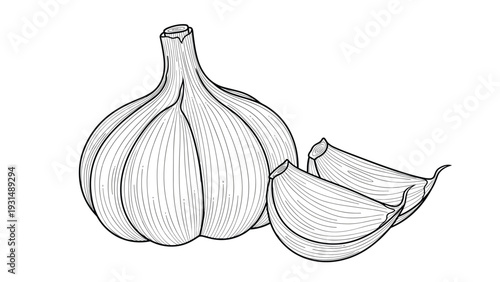 Detailed hand-drawn sketch of a whole garlic bulb next to two peeled cloves, illustrated in a classic, vintage engraving style.