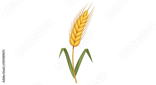 Illustration of a single wheat ear with green leaves on white background